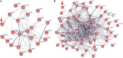 Plasticity in the Glucagon Interactome Reveals Novel Proteins That Regulate Glucagon Secretion in α-TC1-6 Cells